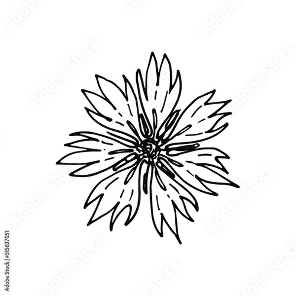 Obraz Cornflower. Hand drawn doodles vector