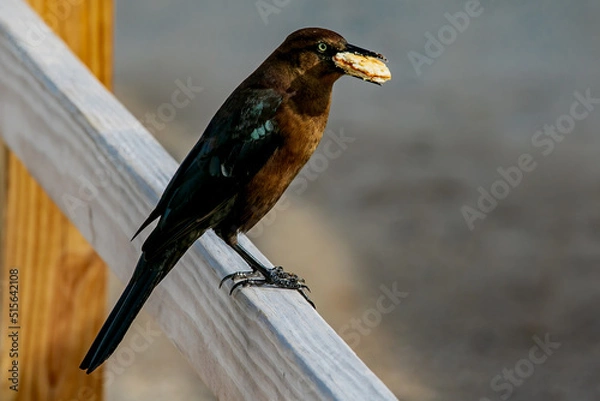 Obraz Crow wants a Cracker