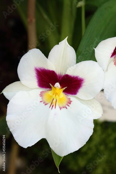 Obraz Miltoniopsis Herr Alexander