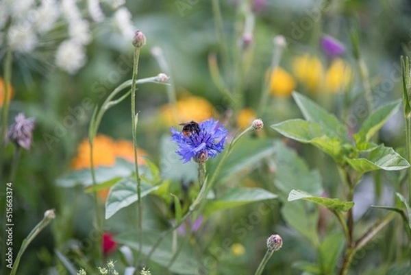Obraz Beautiful annual flowers with bumblebee on our spring meadow. Focused on the center of the image.