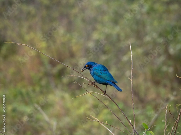 Obraz Cape Starling Perched on Bare Branch