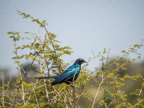 Obraz Cape Starling Perched