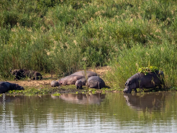 Obraz Hippos on the Water