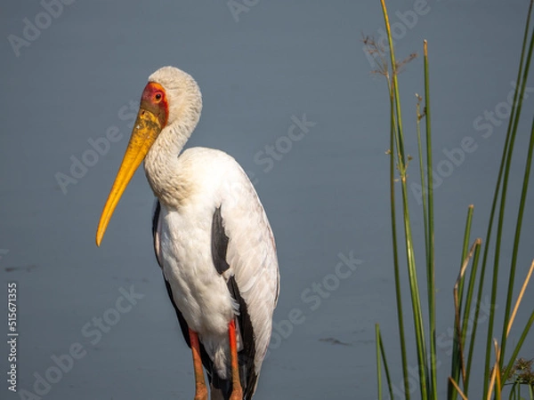 Obraz Yellow-billed Stork
