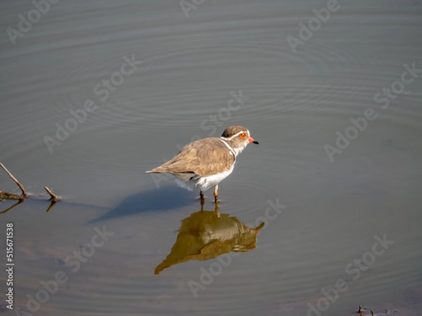 Obraz Three-banded Plover and his Reflection