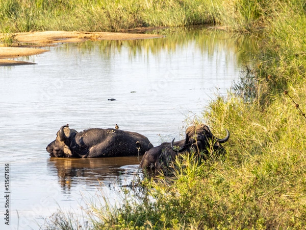 Obraz Buffalo Resting in the River