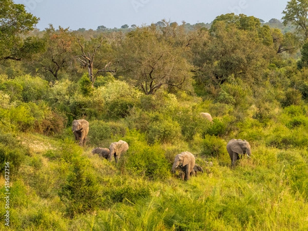 Obraz Grazing Elephants