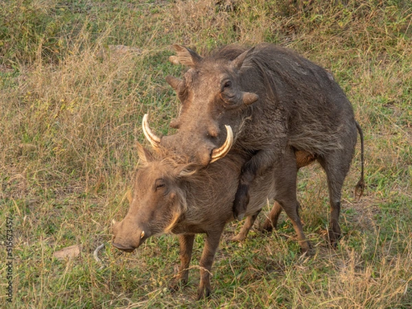 Obraz Worthogs Mating