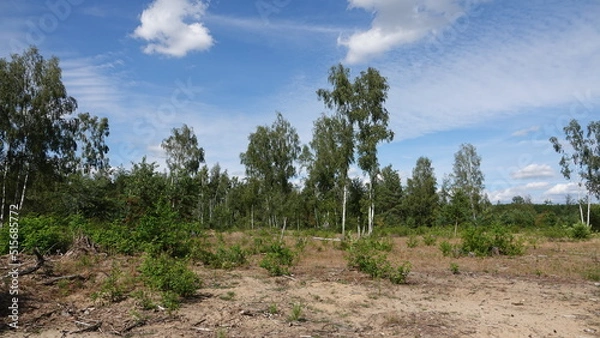 Fototapeta Döberitzer Heide