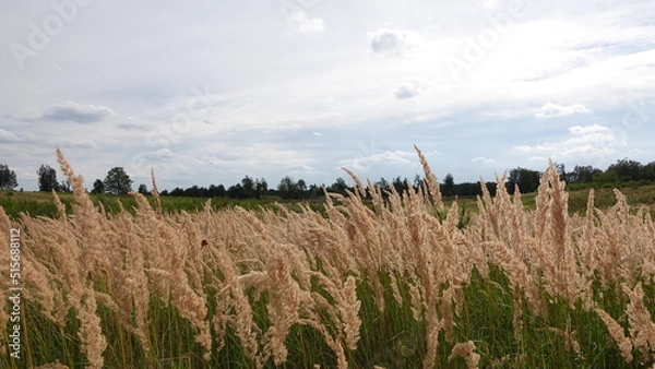 Obraz Döberitzer Heide