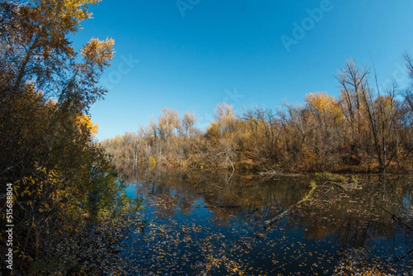 Fototapeta Autumn forest trees are reflected in the river. River in autumn forest.