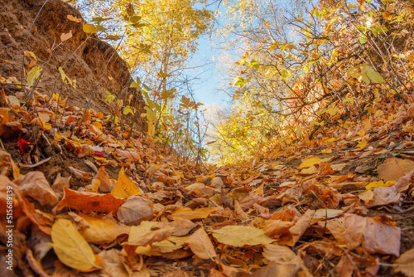Fototapeta Fallen yellow maple leaves. Autumn background. Forest tree