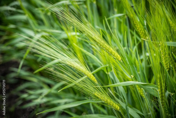 Fototapeta Green spikelets of wheat against a cloudy sky