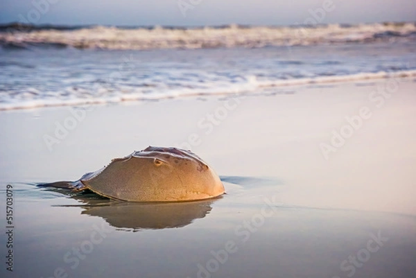Fototapeta Horseshoe Crab on a beach.