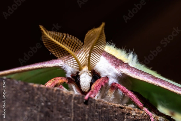Obraz Luna moth close up