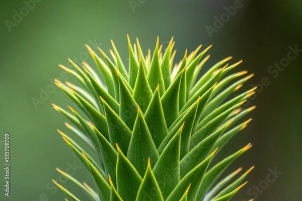 Fototapeta Green thorny leaves of araucaria araucana or monkey tail tree with sharp needle-like leaves and spikes of exotic plant in the wilderness of patagonia shows symmetric shape details of the green leaves