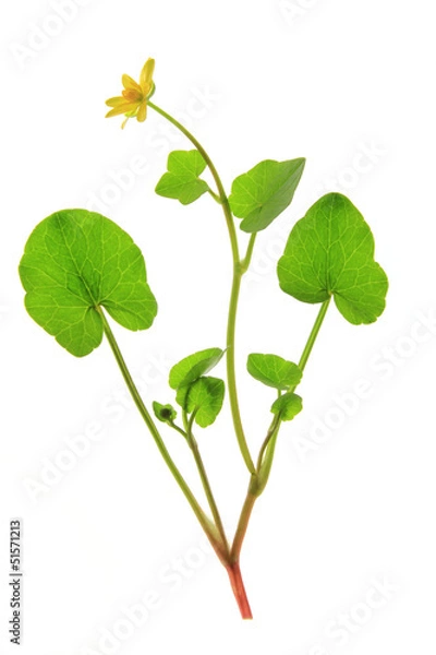 Fototapeta Scharbockskraut