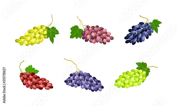 Fototapeta Fresh ripe bunches of grapes set. White, purple and red grapes vector illustration