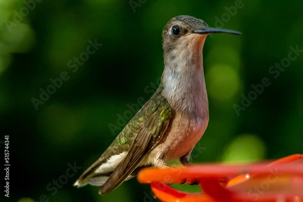 Obraz Ruby Throated HUmmingbird