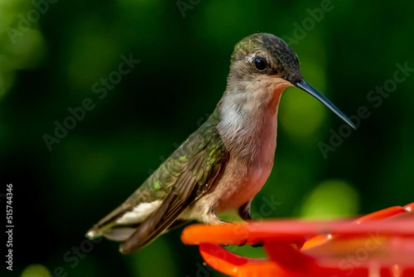 Obraz Ruby Throated HUmmingbird