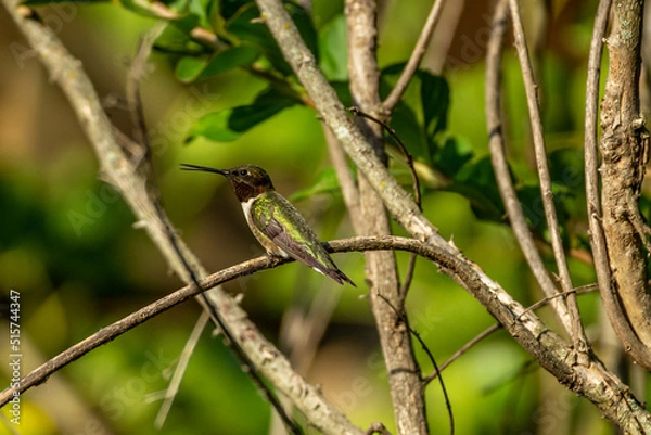Obraz Ruby Throated HUmmingbird