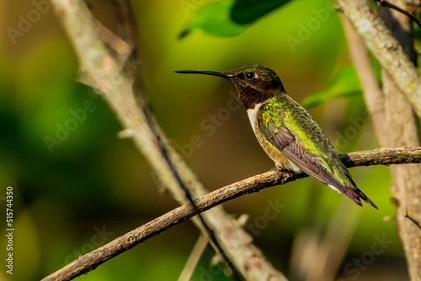 Obraz Ruby Throated HUmmingbird