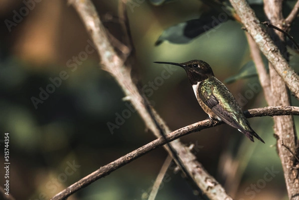 Obraz Ruby Throated Hummingbird