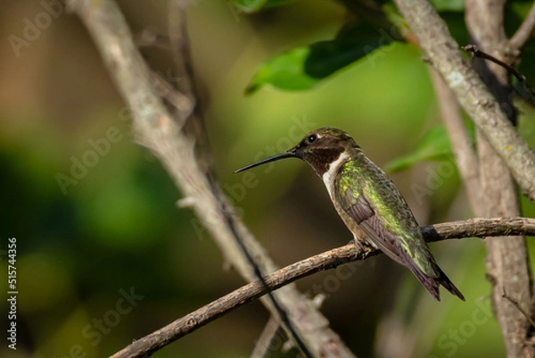 Obraz Ruby Throated HUmmingbird