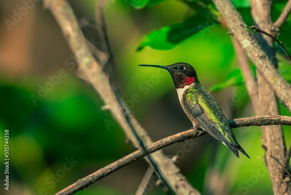 Obraz Ruby Throated Hummingbird