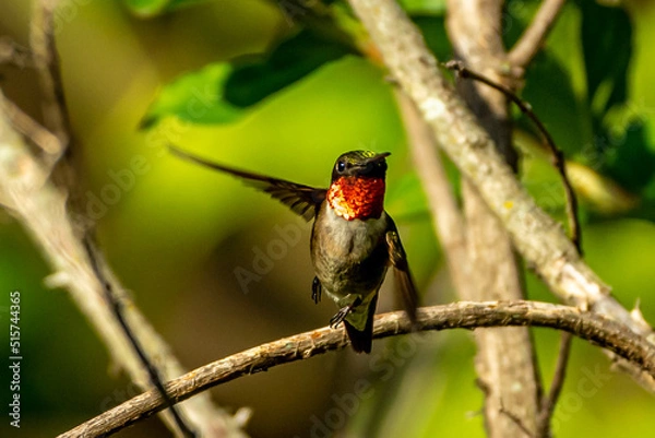 Obraz Ruby Throated HUmmingbird