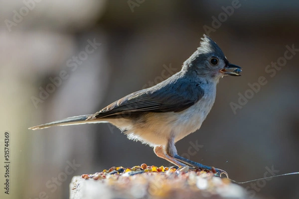 Obraz Tufted Titmouse
