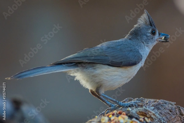 Obraz Tufted Titmouse