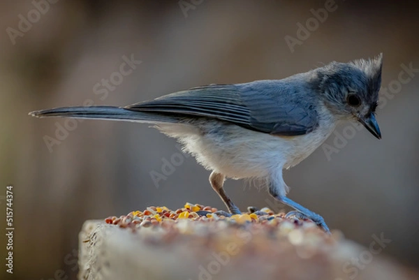 Obraz Tufted Titmouse