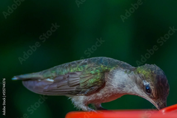 Obraz Ruby Throated HUmmingbird