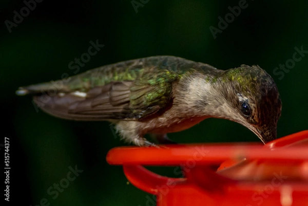 Obraz Ruby Throated HUmmingbird