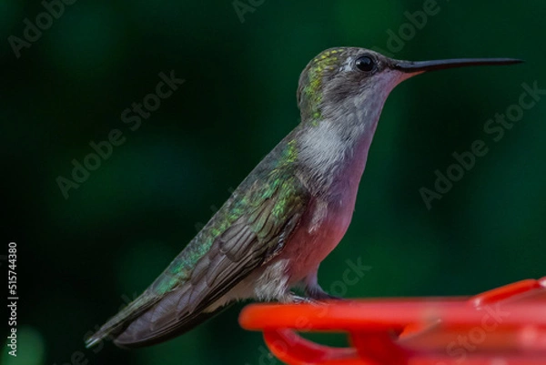 Obraz Ruby Throated HUmmingbird