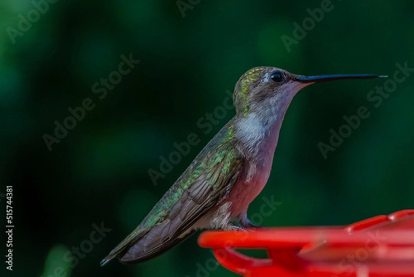 Obraz Ruby Throated HUmmingbird