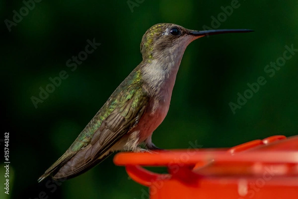 Obraz Ruby Throated HUmmingbird