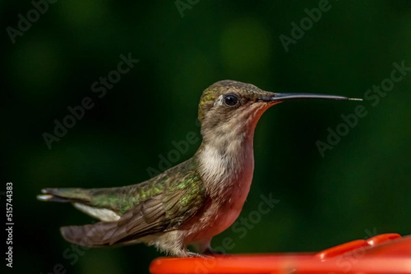 Obraz Ruby Throated HUmmingbird