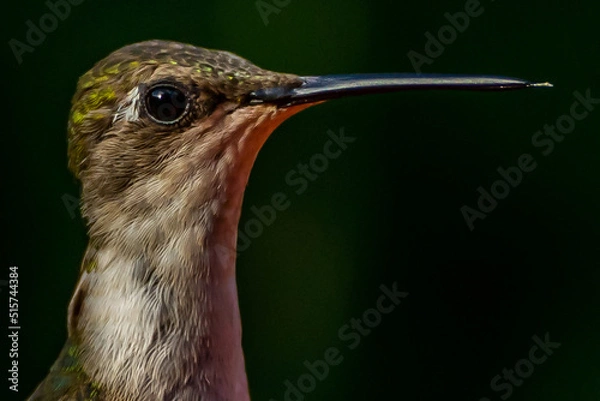 Obraz Ruby Throated HUmmingbird