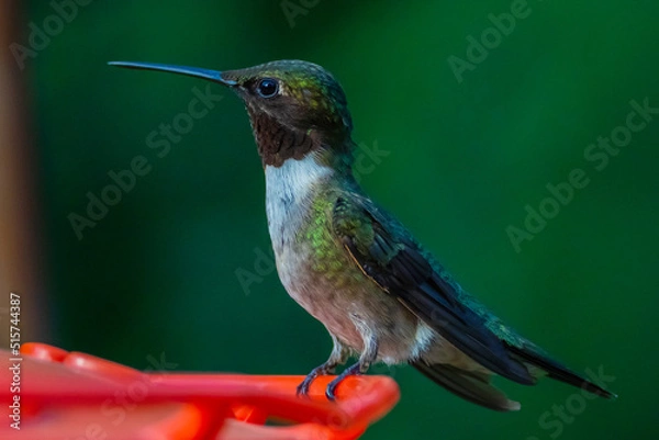 Obraz Ruby Throated HUmmingbird