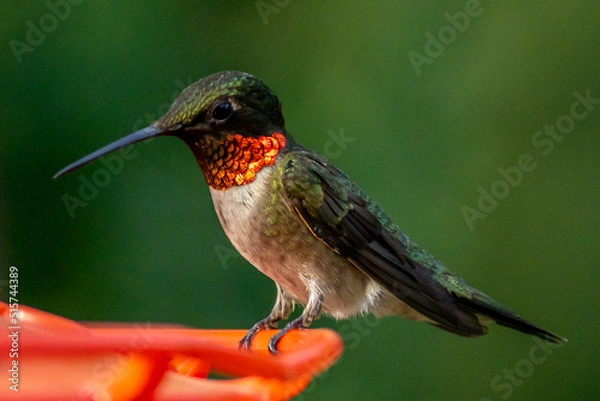 Obraz Ruby Throated HUmmingbird
