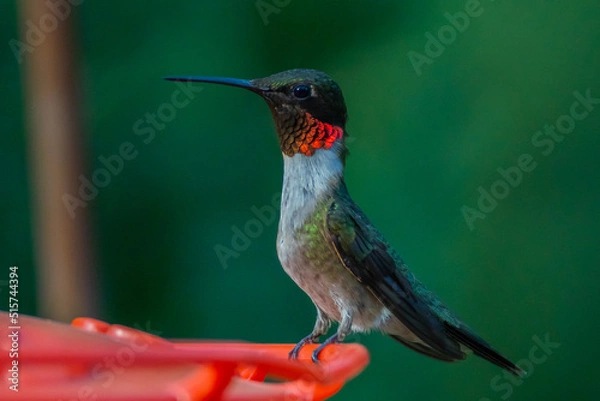 Obraz Ruby Throated HUmmingbird