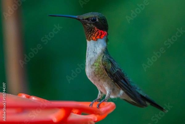 Obraz Ruby Throated HUmmingbird