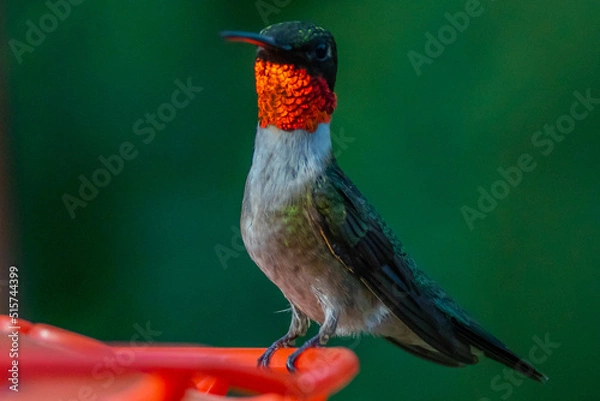 Obraz Ruby Throated HUmmingbird