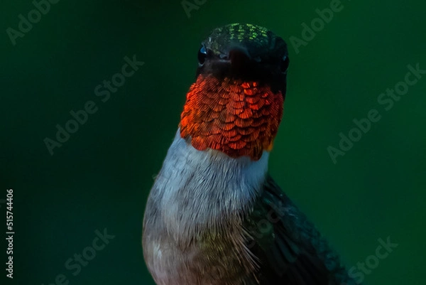 Obraz Ruby Throated HUmmingbird