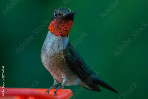 Obraz Ruby Throated HUmmingbird