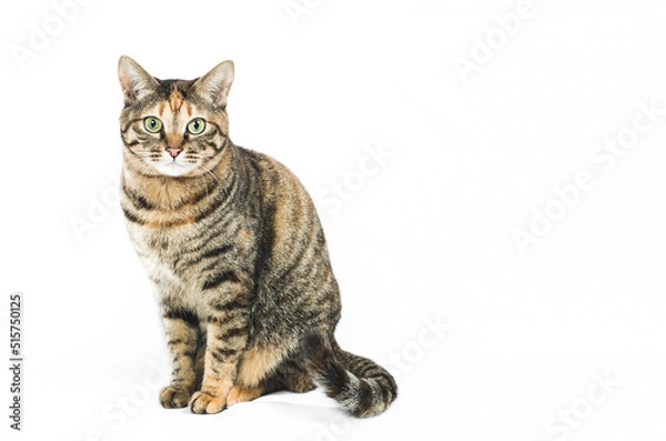 Fototapeta カメラ目線の猫