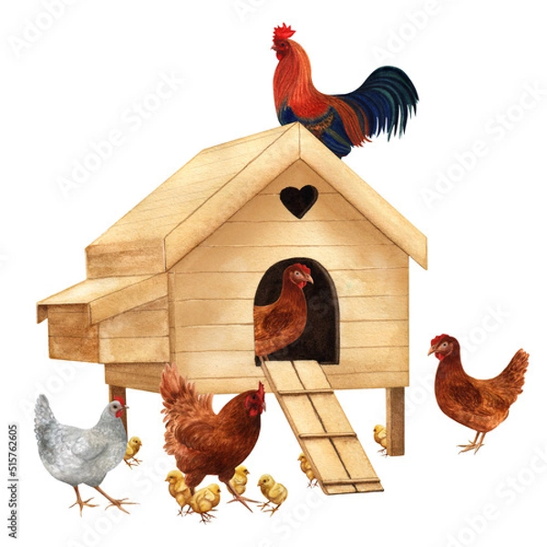 Fototapeta Chicken coop, rooster, hens and chicks isolated on white background. Watercolor illustration of a poultry yard scene. Clipart of a chicken family and a henhouse.