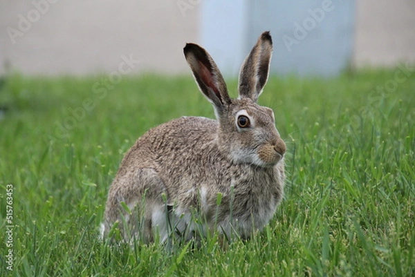 Fototapeta rabbit in the grass